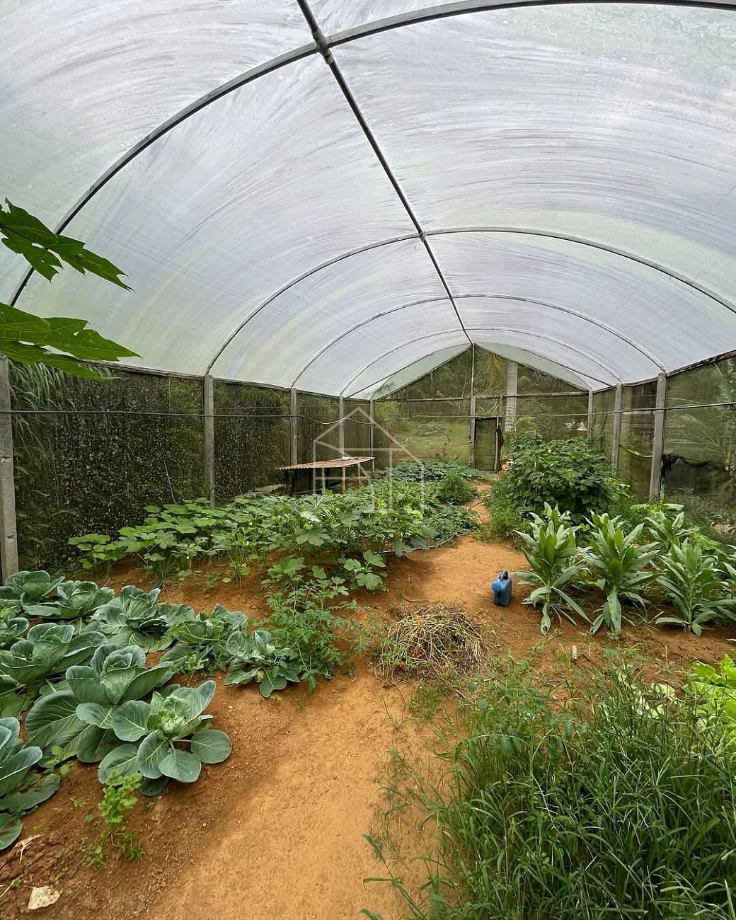 Sítio, 3 hectares - Foto 14