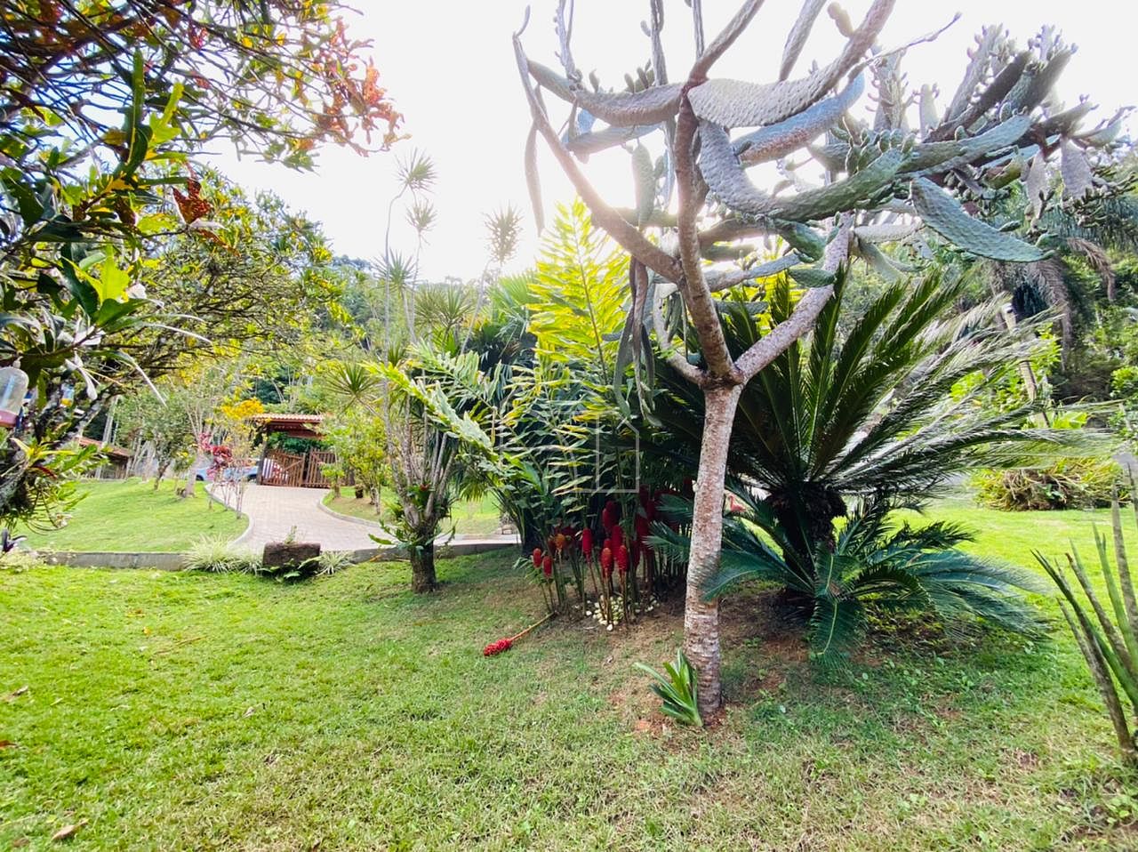 Sítio, 2 hectares - Foto 8