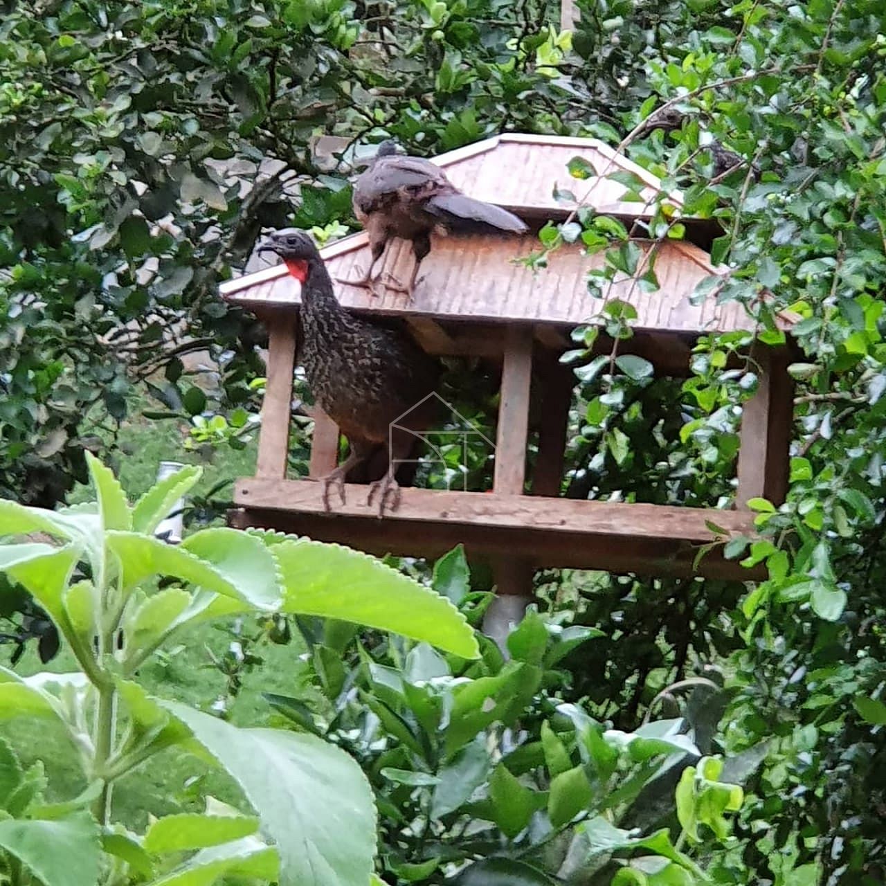 Sítio, 2 hectares - Foto 23