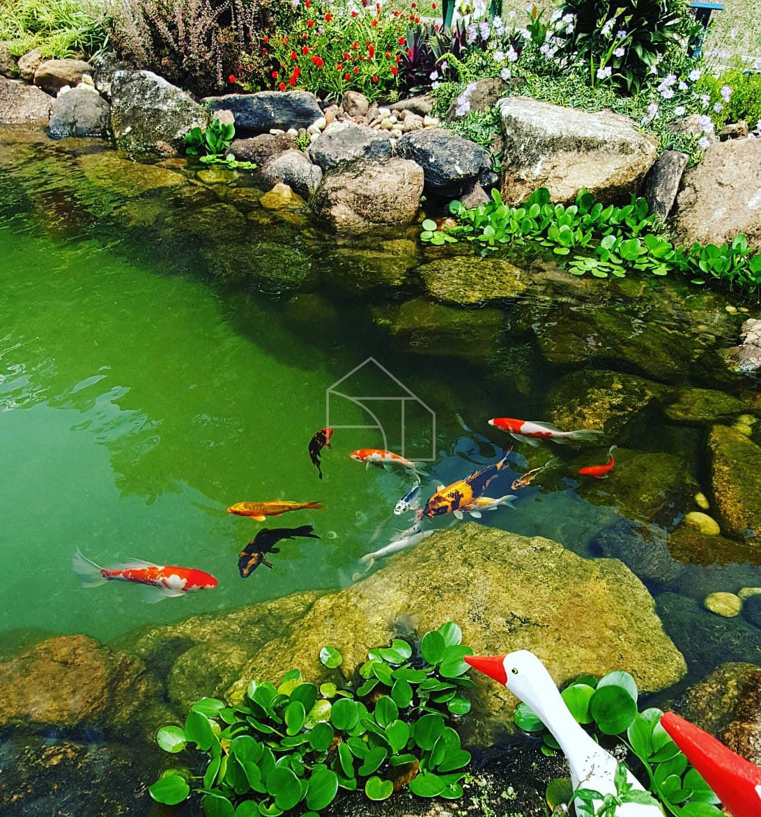 Sítio, 2 hectares - Foto 30