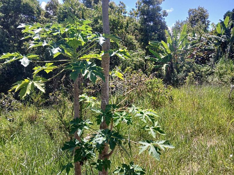 Terreno à venda, 4000m² - Barra do Jucu - Vila Velha/ES — foto 6