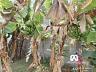 Ch�cara � Venda em Biritiba Mirim 15