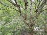 Ch�cara � Venda em Biritiba Mirim 19