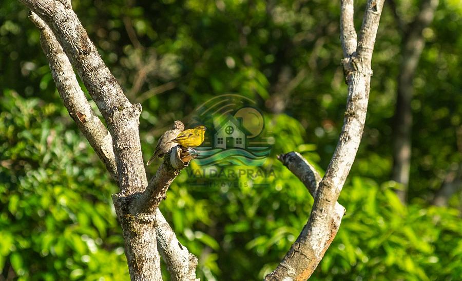 TERRENO À VENDA EM CAMBORIÚ – COLINAS DE CAMBORIÚ VILLAGE | ALTO PADRÃO, NATUREZA E VALORIZAÇÃO — foto 48
