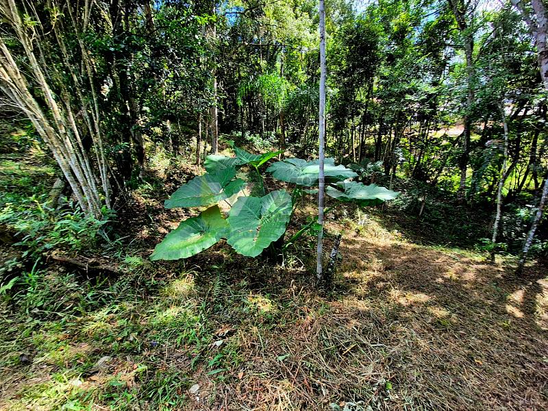 Bairro Brilhante II - 5.000 m² com casa - Itajaí/SC — foto 25